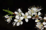 Hortulan plum